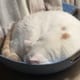 JC