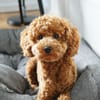 王开心🐶