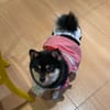 sihan