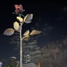 Kai 廖国凯
