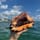 Selkie