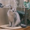 云上没有猫