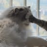 NoFaceCat